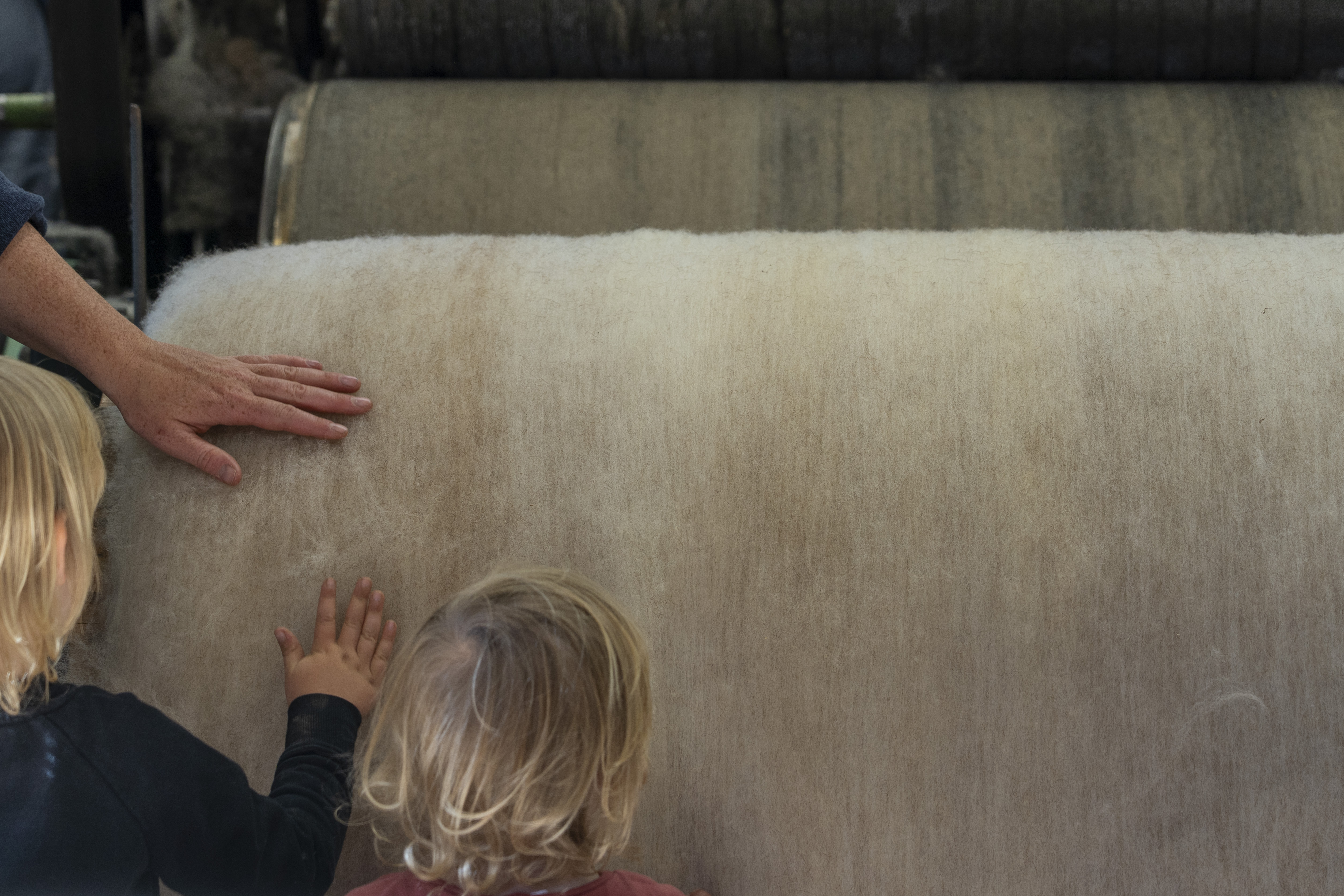 Kinder berühren die geschorene Wolle