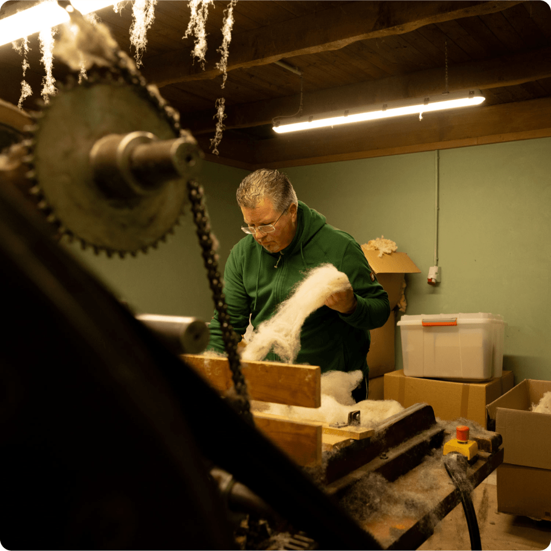  Farmer producing wool from gay sheep