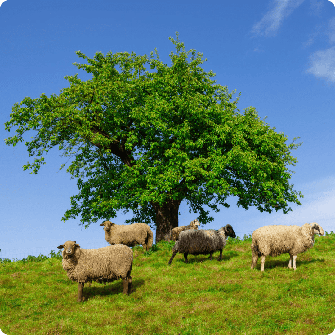 Meadow with five gay sheep