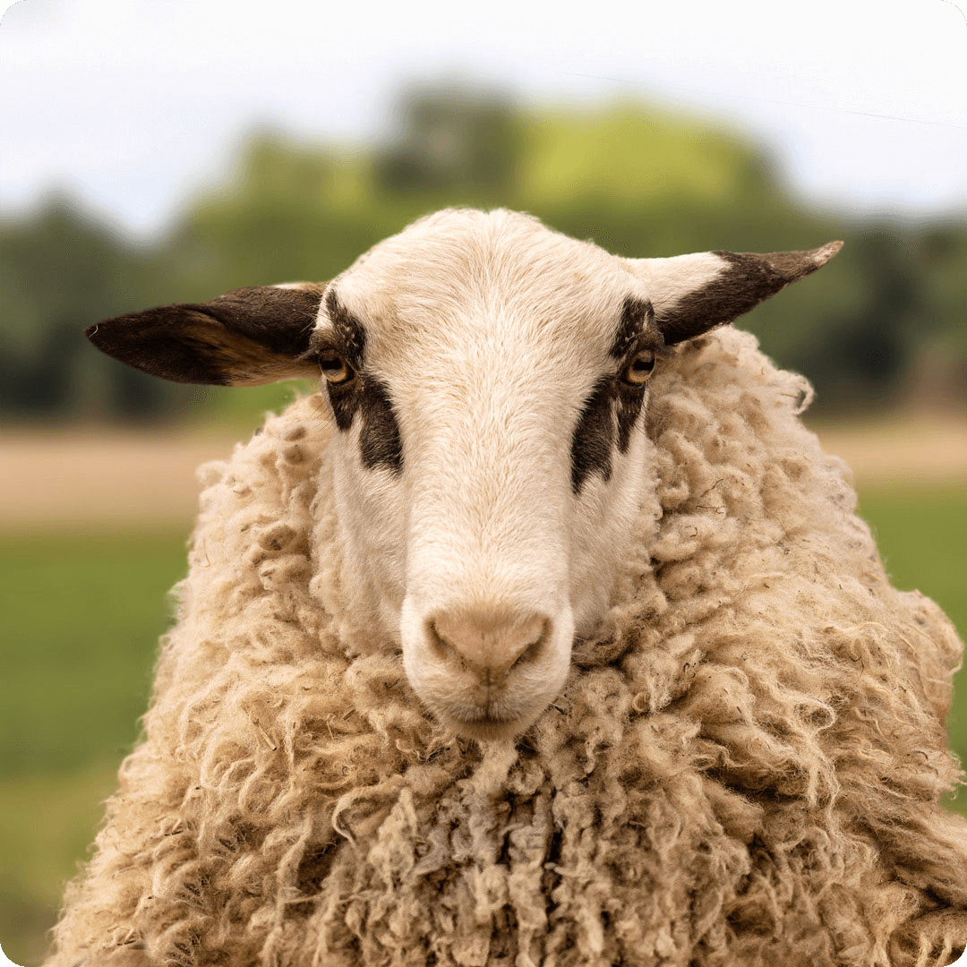 The gay sheep Wolli Wonka  from the Rainbow Wool flock looks directly into the camera, proudly presents his tousled sheep wool and can’t wait for a new animal sponsorship!