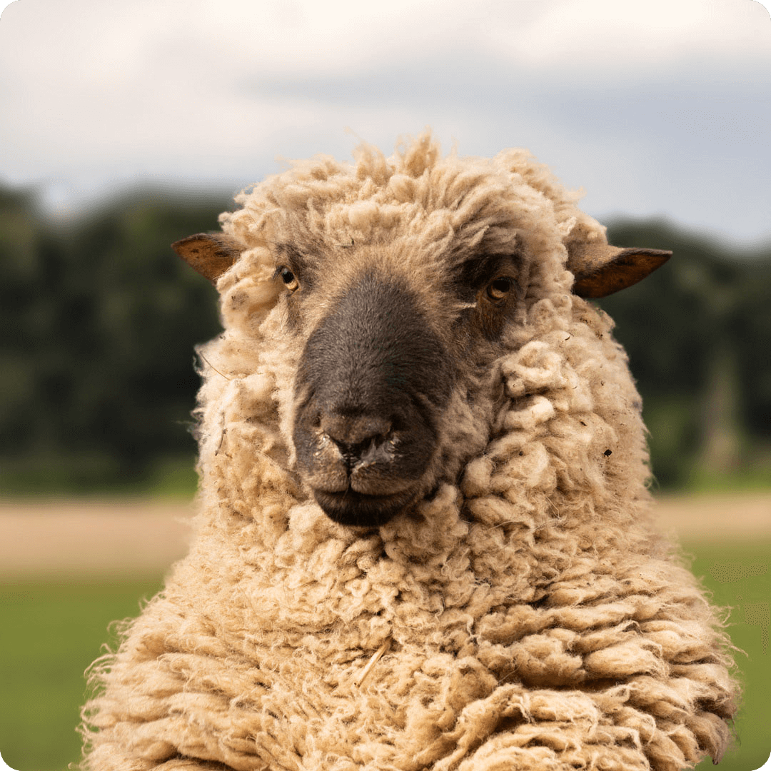 The gay sheep Wolli from the Rainbow Wool flock looks directly into the camera, proudly presents his tousled sheep wool and can’t wait for a new animal sponsorship!