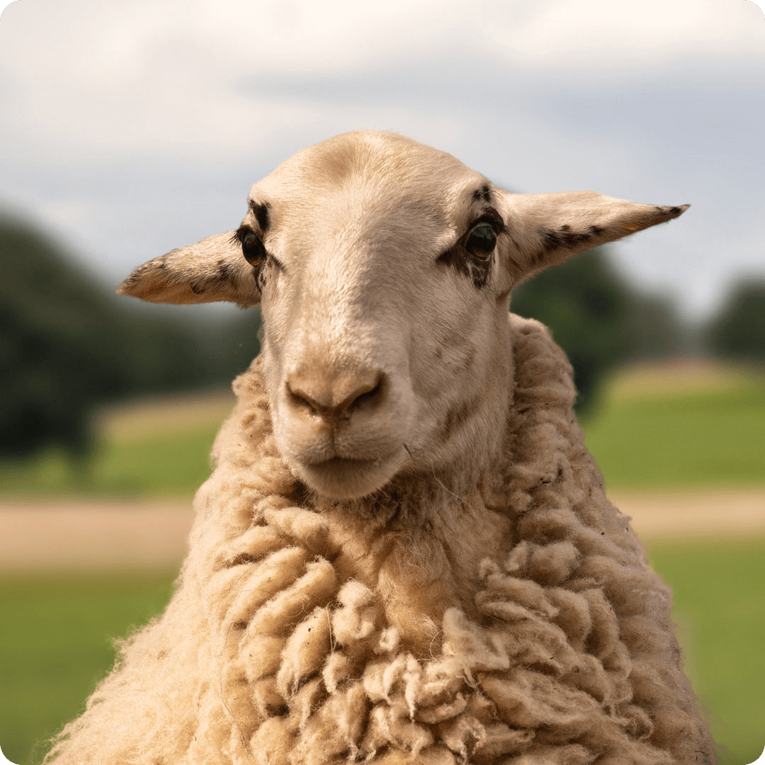 The gay sheep Idefix from the Rainbow Wool flock looks friendly into the camera.