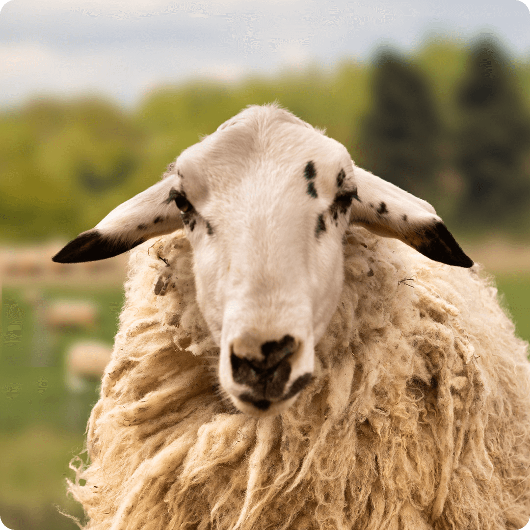 The gay sheep Mark Renton from the Rainbow Wool flock looks friendly into the camera.