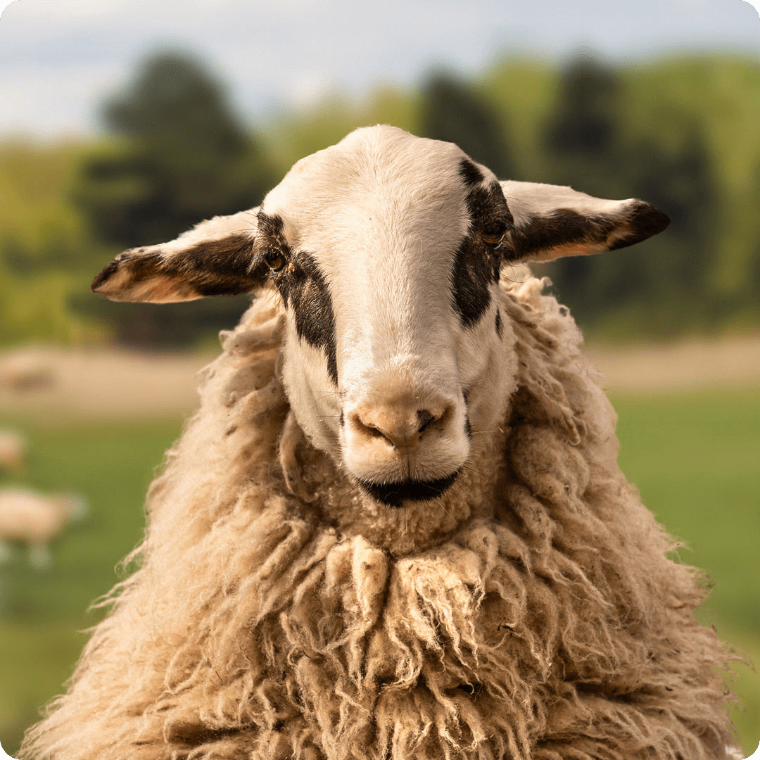 The gay sheep Flauschi Bauschi from the Rainbow Wool flock looks directly into the camera, proudly presents his tousled sheep wool and can’t wait for a new animal sponsorship!