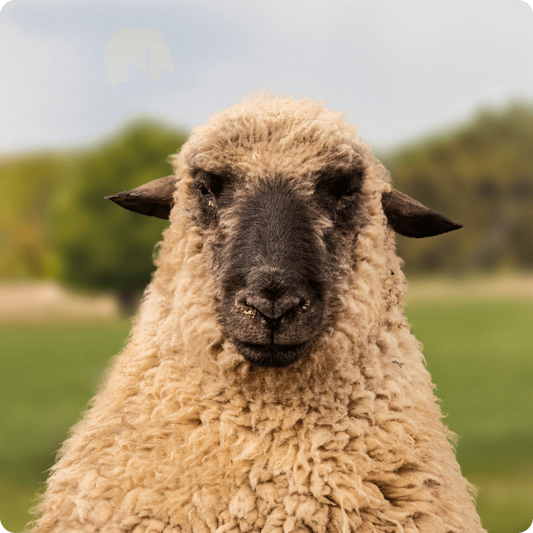 The gay sheep Piccolo  from the Rainbow Wool flock looks directly into the camera, proudly presents his tousled sheep wool and can’t wait for a new animal sponsorship!