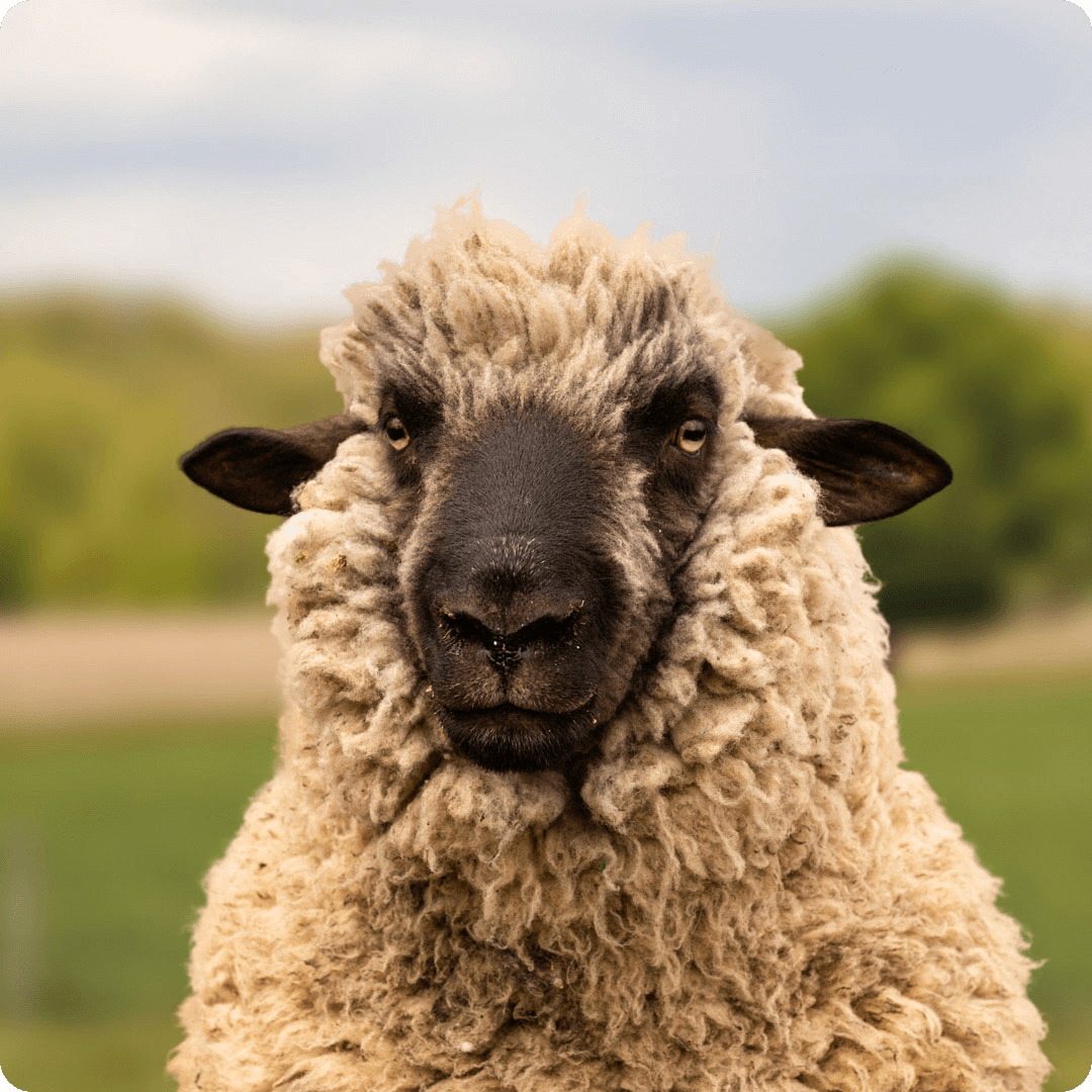 The gay sheep Rakete from the Rainbow Wool flock looks directly into the camera, proudly presents his tousled sheep wool and can’t wait for a new animal sponsorship!