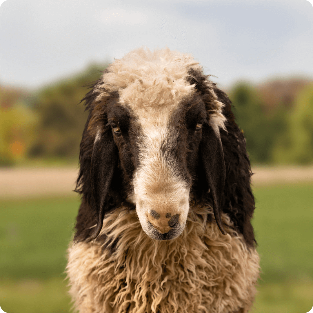 The gay sheep Jean Woll Gaultier from the Rainbow Wool flock looks friendly into the camera.