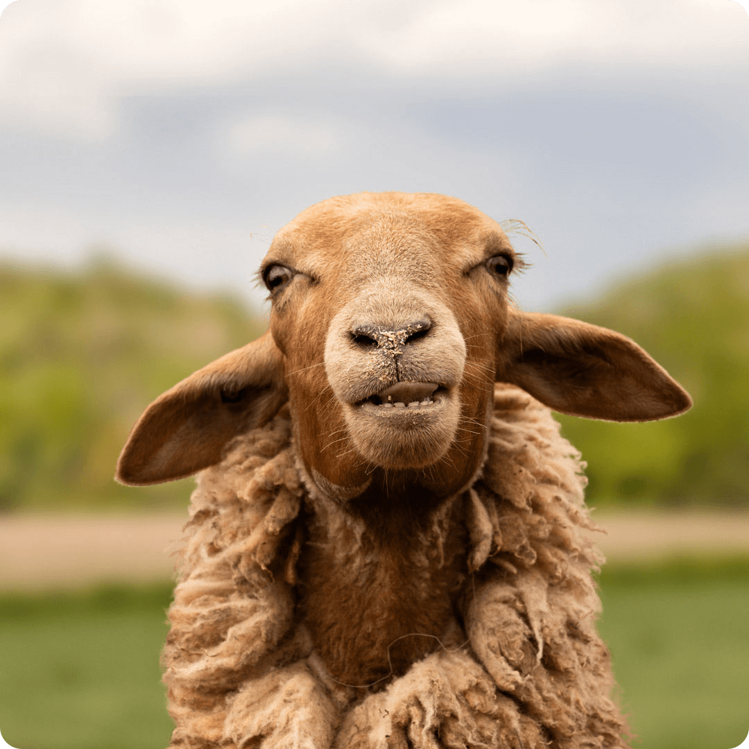 The gay sheepMax Socke from the Rainbow Wool flock looks directly into the camera, proudly presents his tousled sheep wool and can’t wait for a new animal sponsorship!