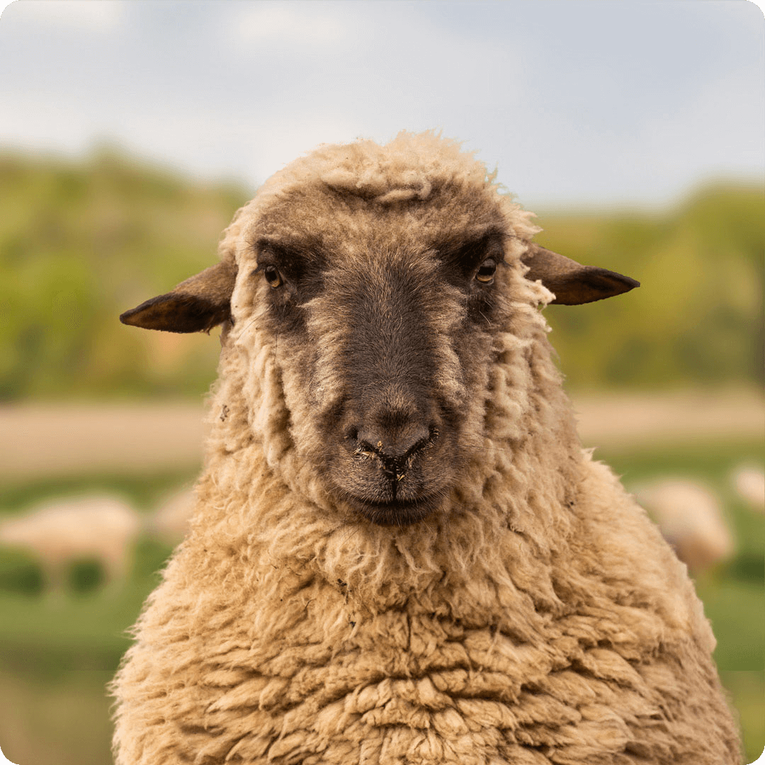 The gay sheep Wolle Petry from the Rainbow Wool flock looks friendly into the camera.