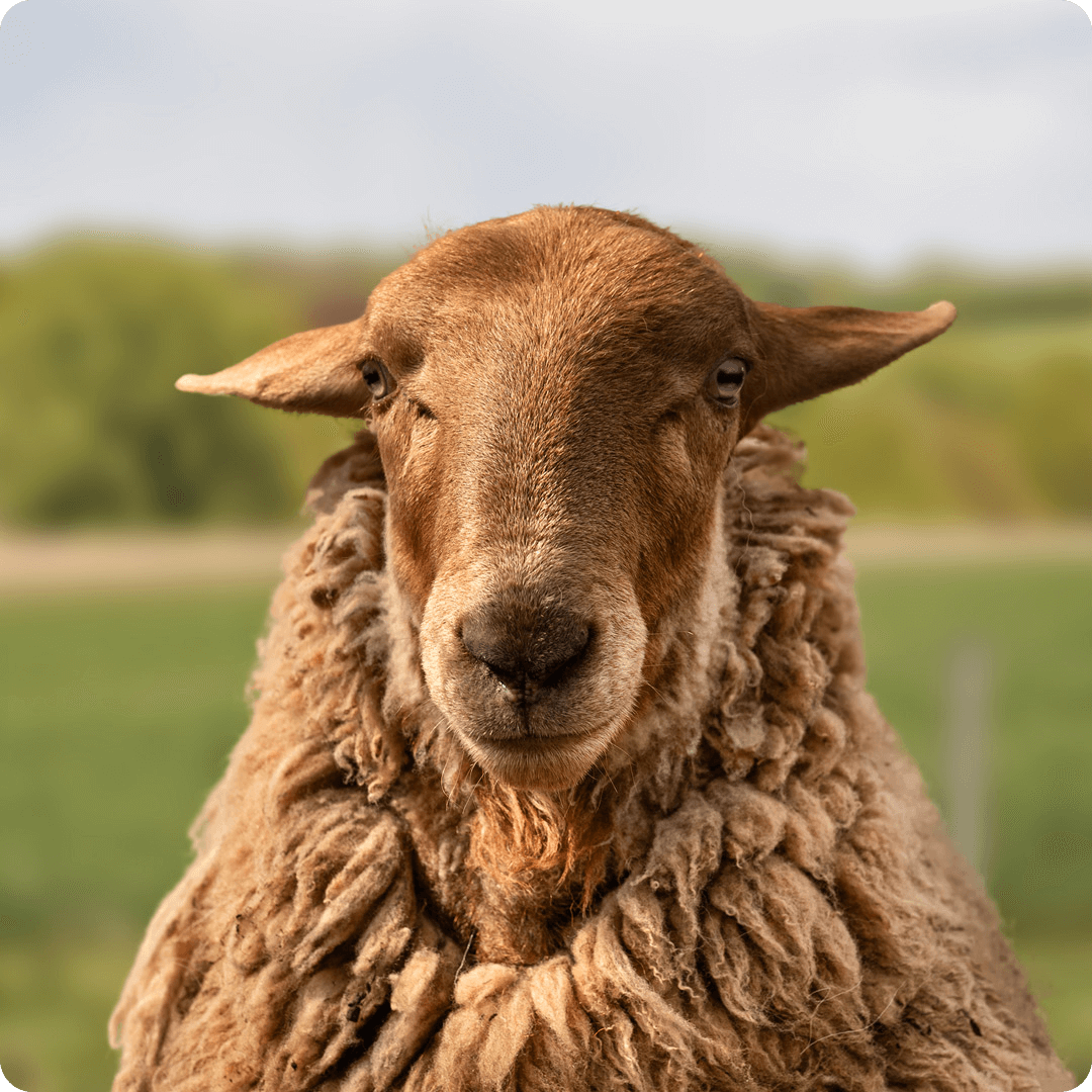 The gay sheep Fridolin von Schaf  from the Rainbow Wool flock looks directly into the camera, proudly presents his tousled sheep wool and can’t wait for a new animal sponsorship!