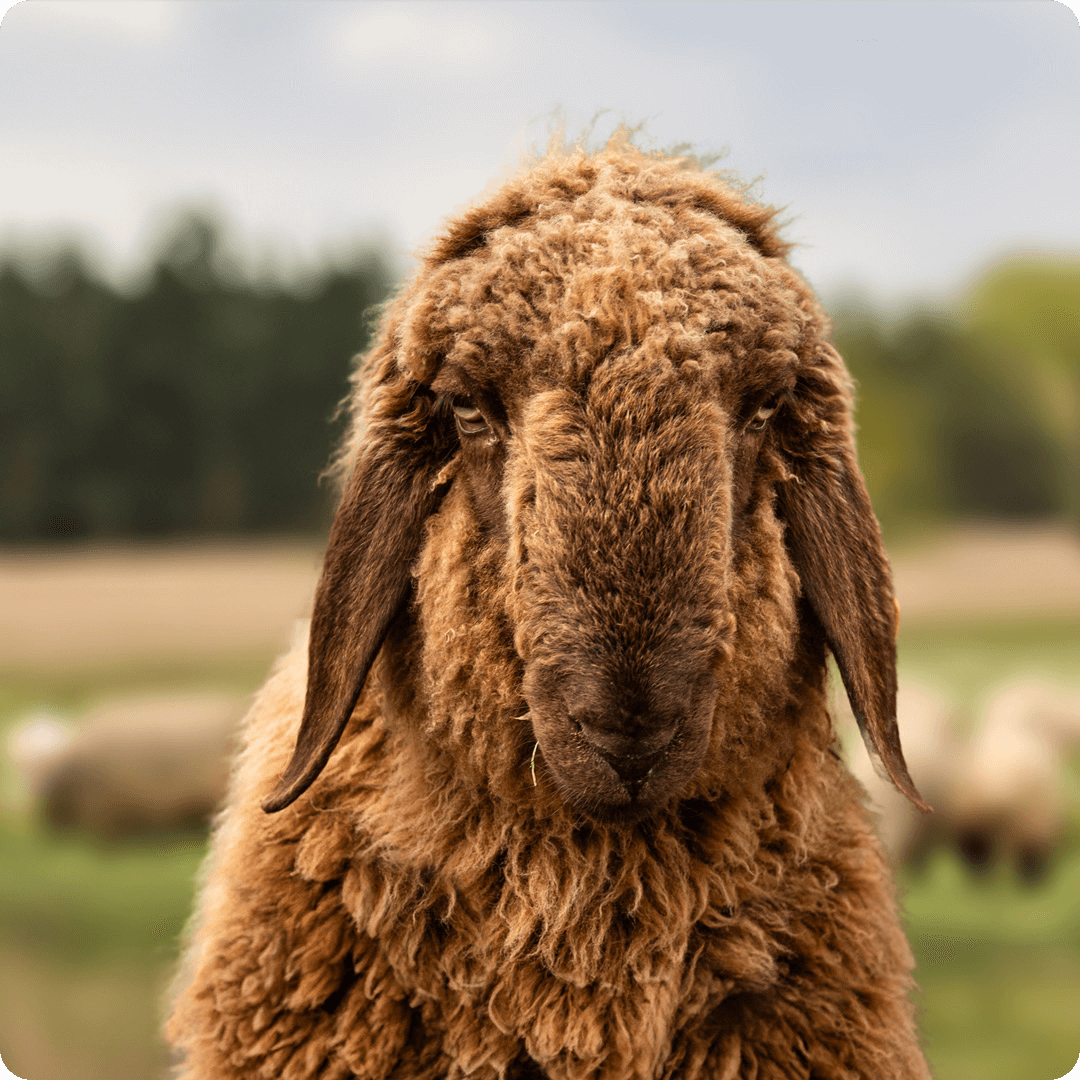 The gay sheep Franz Kafka from the Rainbow Wool flock looks friendly into the camera.