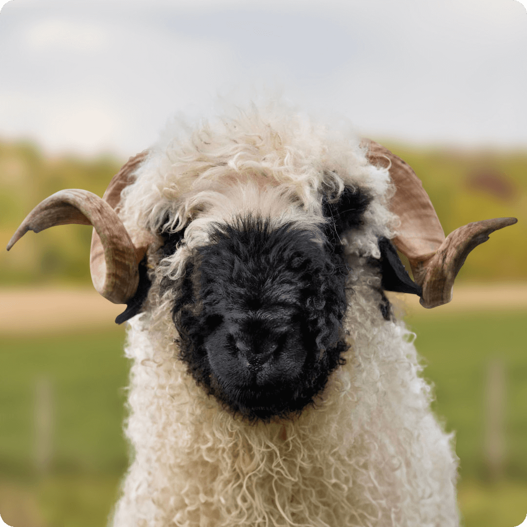 The gay sheep Karl from the Rainbow Wool flock looks friendly into the camera.