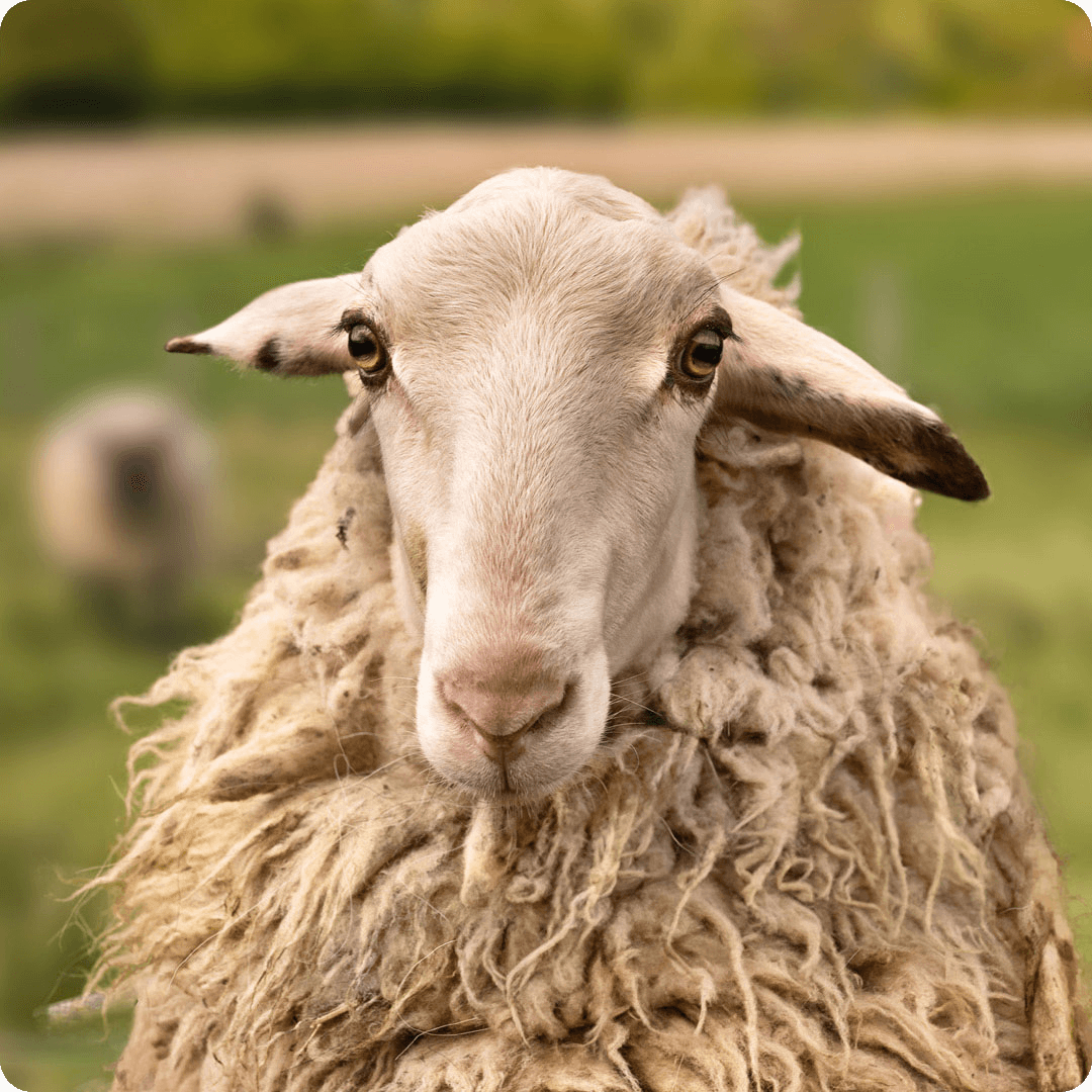 The gay sheep Cowboy Joey  from the Rainbow Wool flock looks friendly into the camera.