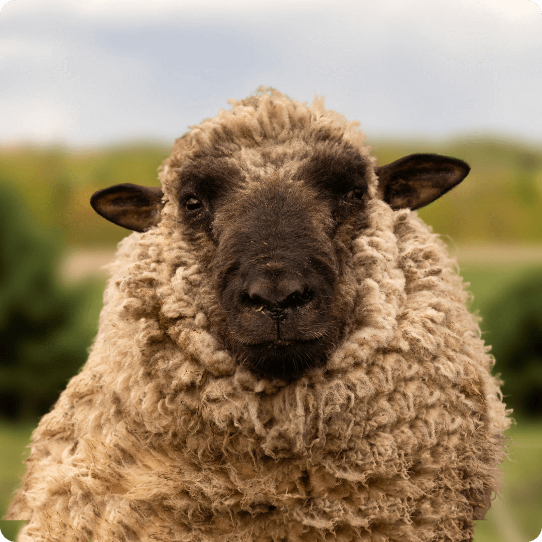 The gay sheep Maehmet from the Rainbow Wool flock looks friendly into the camera.