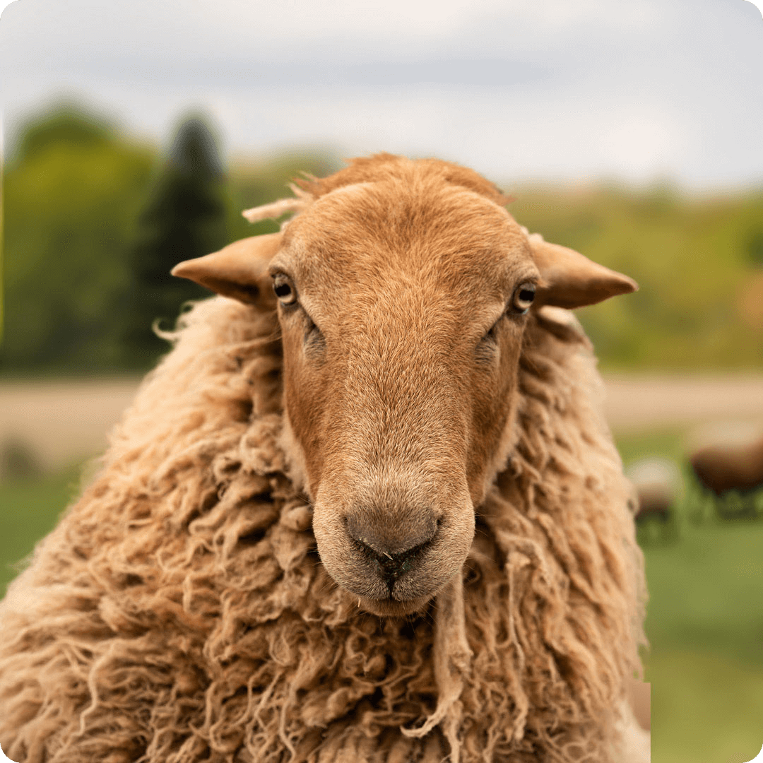 The gay sheep Madonna  from the Rainbow Wool flock looks friendly into the camera.