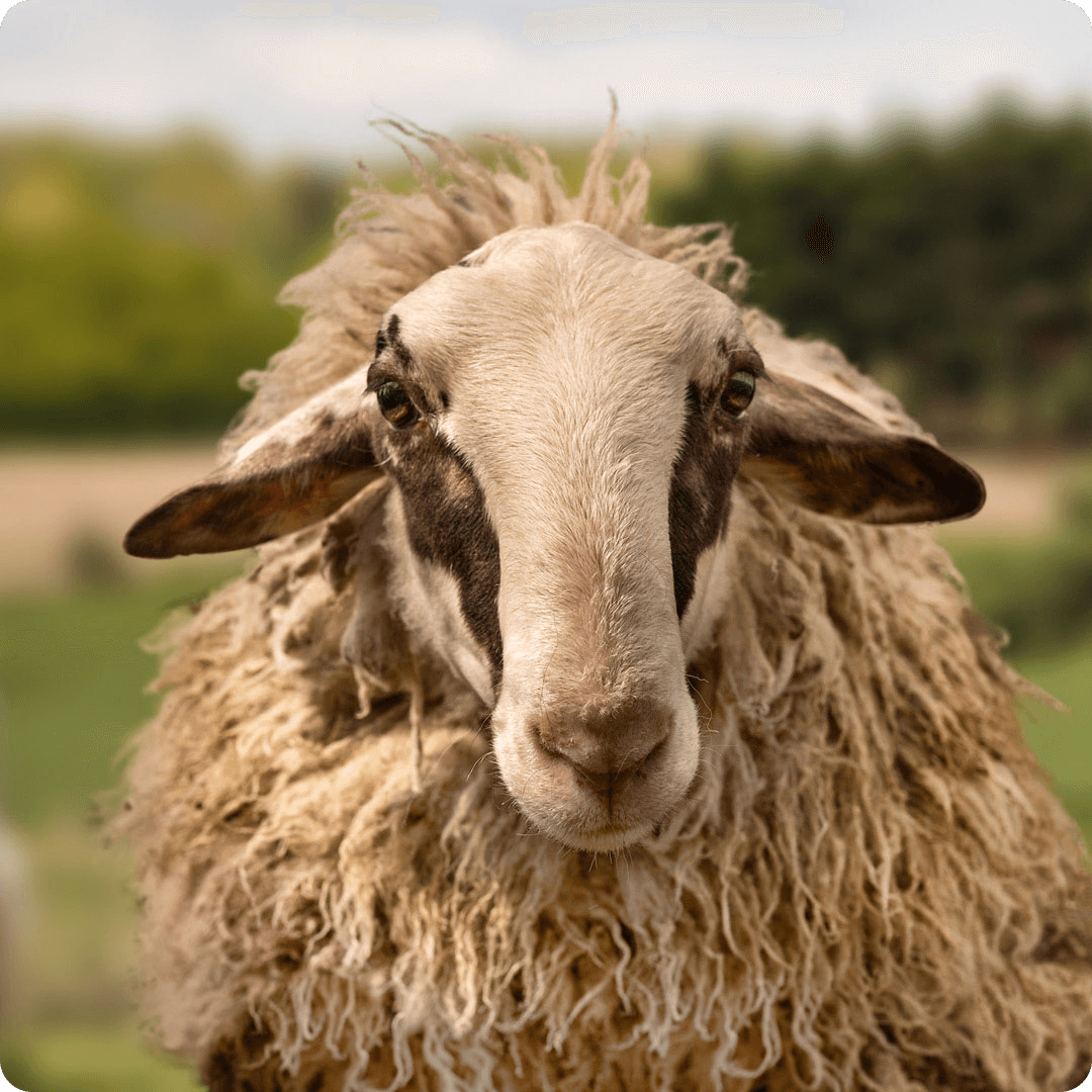 The gay sheep Hildi Erikson from the Rainbow Wool flock looks friendly into the camera.