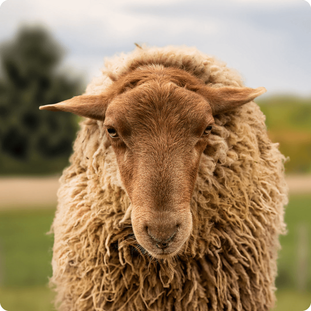 The gay sheep Marvin Gay from the Rainbow Wool flock looks friendly into the camera.