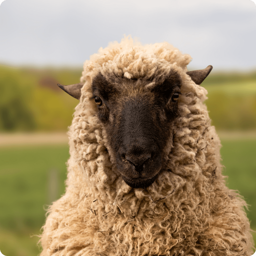 The gay sheep Hansi from the Rainbow Wool flock looks friendly into the camera.