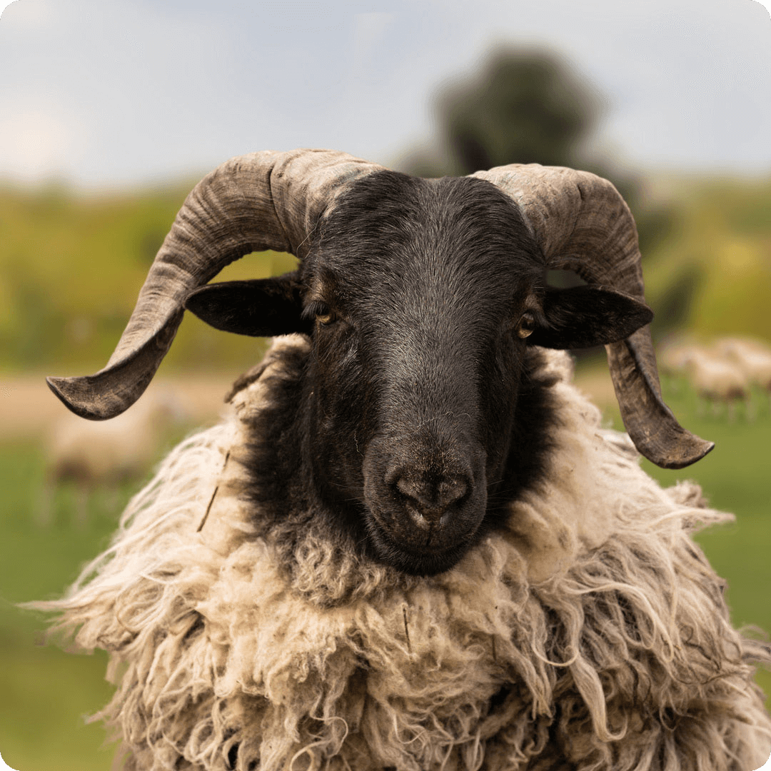 The gay sheep Horny from the Rainbow Wool flock looks friendly into the camera.