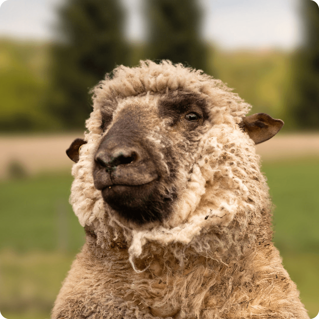 The gay sheep Prince Wolliam from the Rainbow Wool flock looks directly into the camera, proudly presents his tousled sheep wool and can’t wait for a new animal sponsorship!